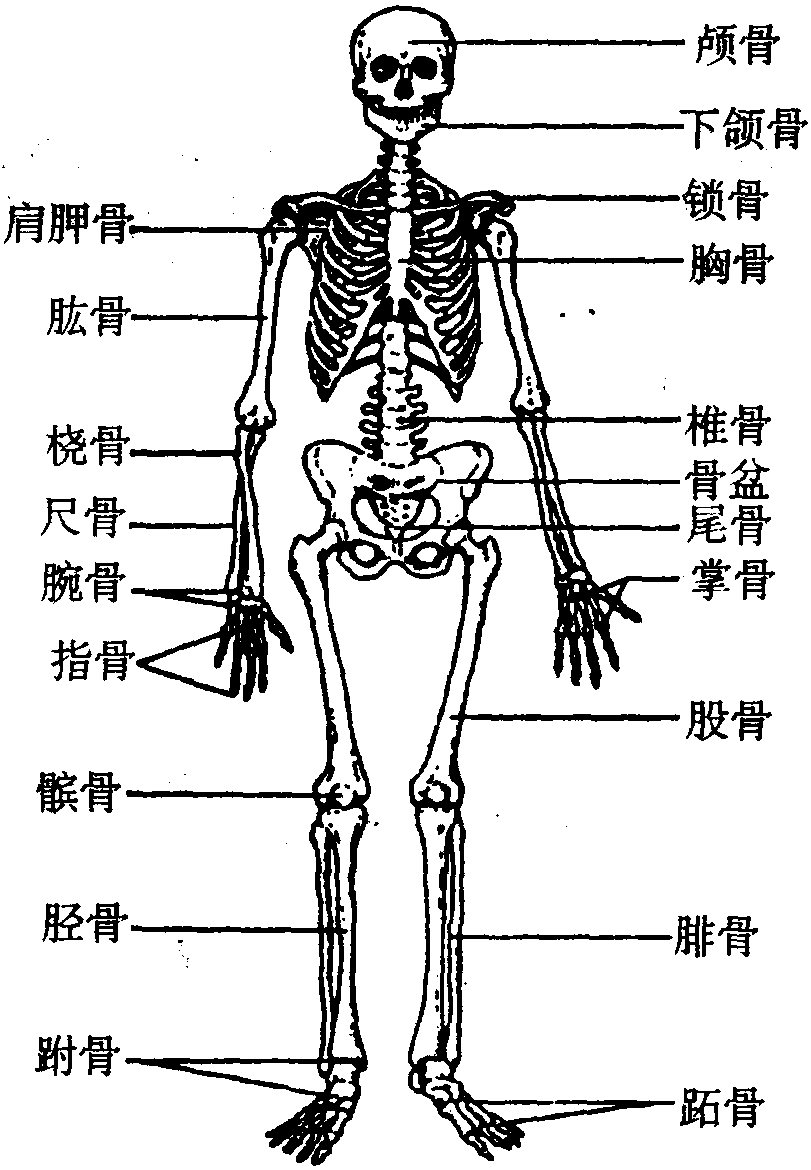 人体骨骼侧面示意图图片